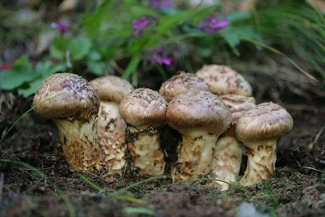 5 thuc pham dat nhat the gioi, an mot mieng cung du de pha san hinh anh 8