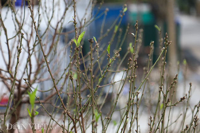 ha noi xuat hien goc dao