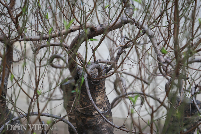 ha noi xuat hien goc dao