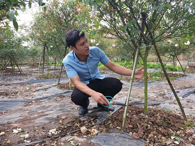 ninh binh: trong hoa hong co ban tet, 9x bo tui tram trieu dong hinh anh 10