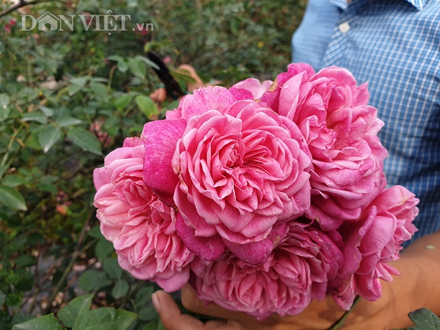 ninh binh: trong hoa hong co ban tet, 9x bo tui tram trieu dong hinh anh 3