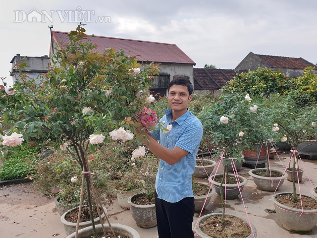 ninh binh: trong hoa hong co ban tet, 9x bo tui tram trieu dong hinh anh 9