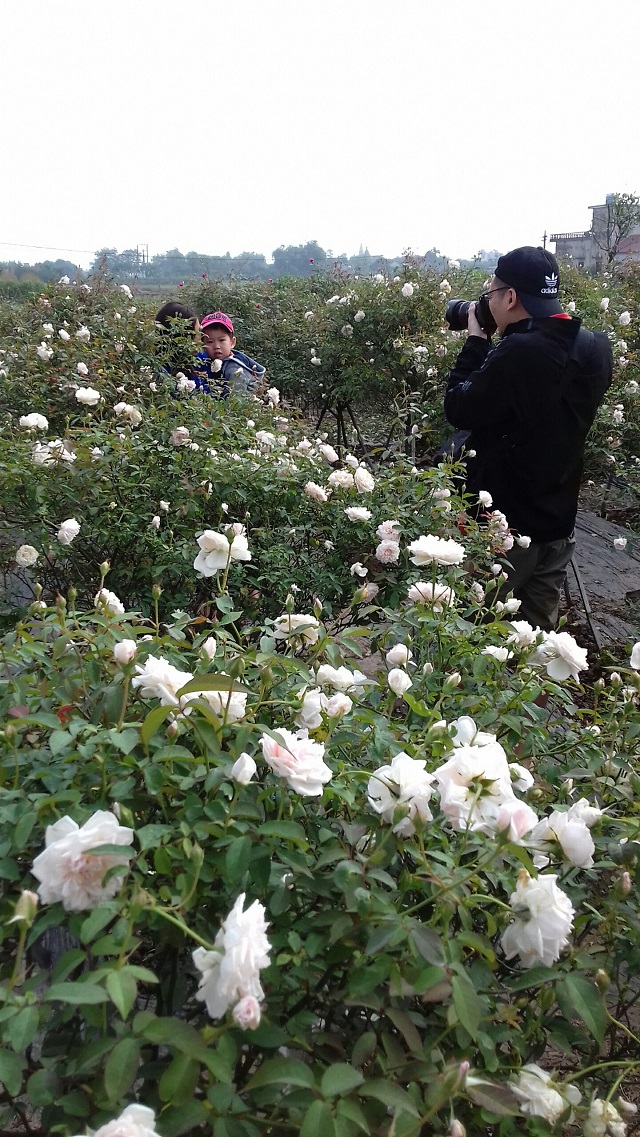 ninh binh: trong hoa hong co ban tet, 9x bo tui tram trieu dong hinh anh 7