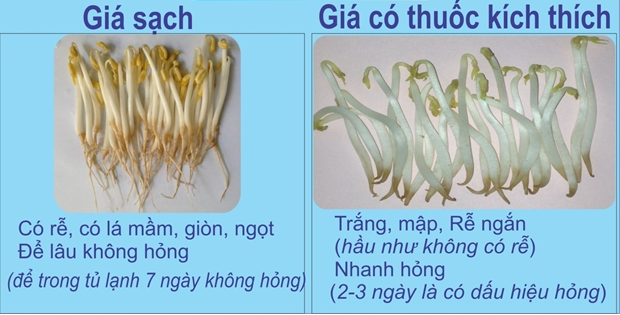 Cách đơn giản giúp nhận biết giá đỗ không chứa chất kích thích tăng trưởng - Ảnh 5.