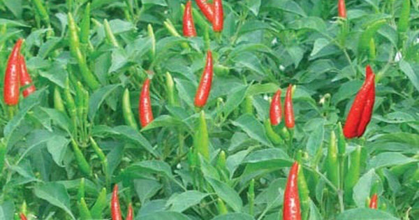 13 tác dụng chữa bệnh của cây ớt