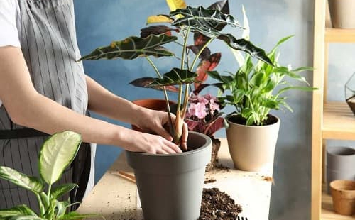 6 reasons why indoor plants die