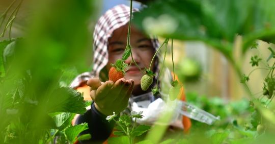 Vườn dâu tây công nghệ cao cho thu nhập tiền triệu mỗi ngày