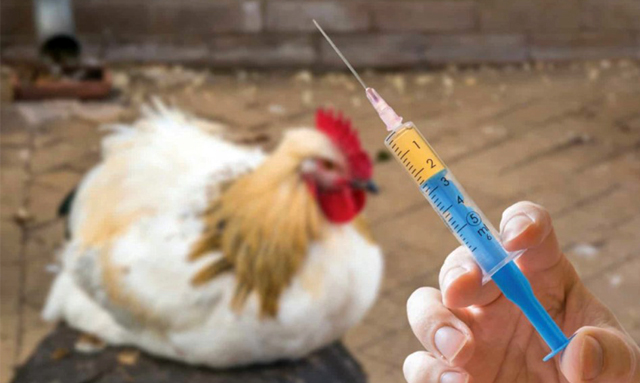 Chăn nuôi gia cầm an toàn: Dùng vaccine chủ yếu là phòng bệnh