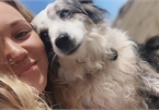 Cô gái thuê máy bay và chi thưởng hàng trăm triệu để tìm chó cưng bị lạc