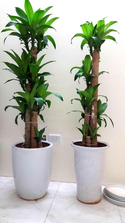 ''Bảng vàng'' 7 Loại cây hút sạch sẽ khí độc trong phòng, nên trồng vào mùa hè