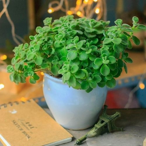 Trồng ngay những loại cây cảnh tuyệt đẹp này vừa trang trí cho nhà, vừa giúp xua đuổi muỗi