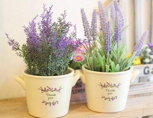 Trồng ngay những loại cây cảnh tuyệt đẹp này vừa trang trí cho nhà, vừa giúp xua đuổi muỗi