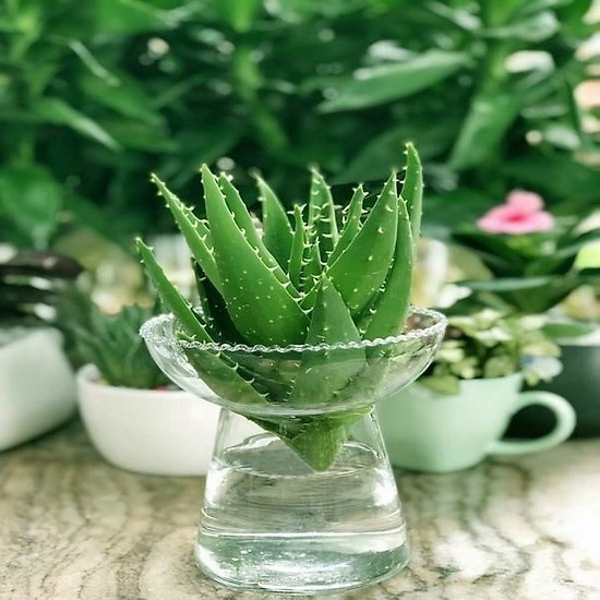 5 cây trồng được ví như điều hòa nhiệt độ, thích hợp trồng mùa nắng nóng
