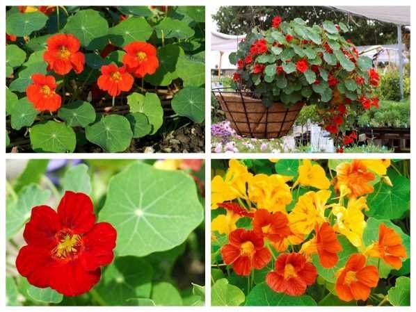 Trồng ngay những loại cây cảnh tuyệt đẹp này vừa trang trí cho nhà, vừa giúp xua đuổi muỗi