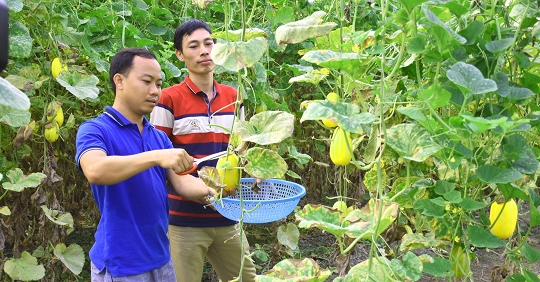 Dưa lê Hàn Quốc 