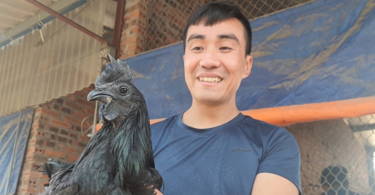 Gà mặt quỷ đắt nhất thế giới nuôi tại Quảng Ninh