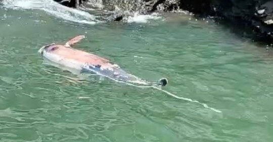 Cá heo Lưng Gù quý hiếm dạt vào vùng biển Cát Bà