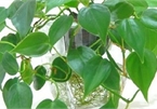 Loại cây cảnh hợp các loại mệnh, mang lại tài lộc, may mắn