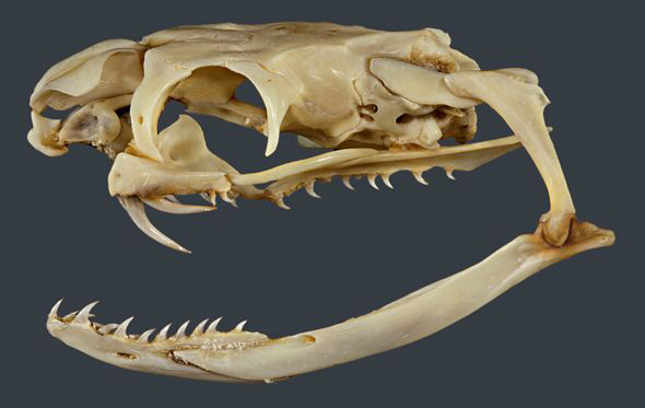 Bí mật của rắn hổ mang chúa: Nuốt chính răng... rụng của mình vào bụng - vì sao? - Ảnh 1.