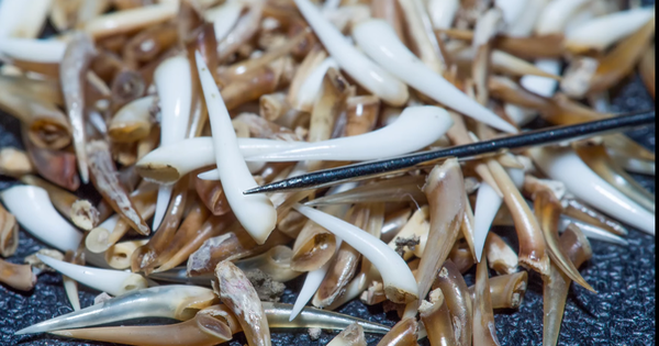 Tại sao rắn hổ mang chúa nuốt chính răng rụng của mình vào bụng?