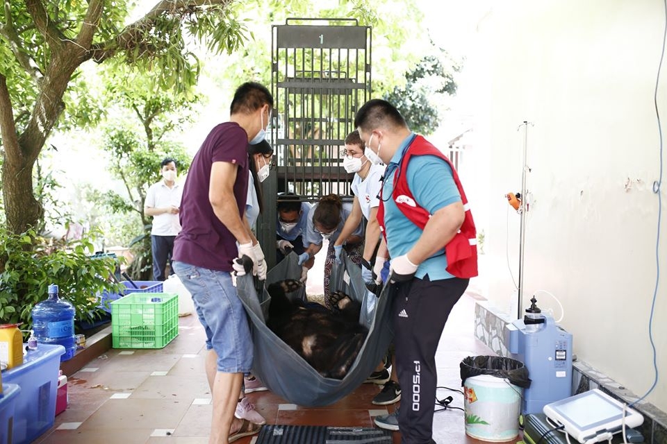 No more bars for two Asiatic black bears in Vietnam's northern province