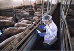 Vietnam closer to ASF vaccine launch