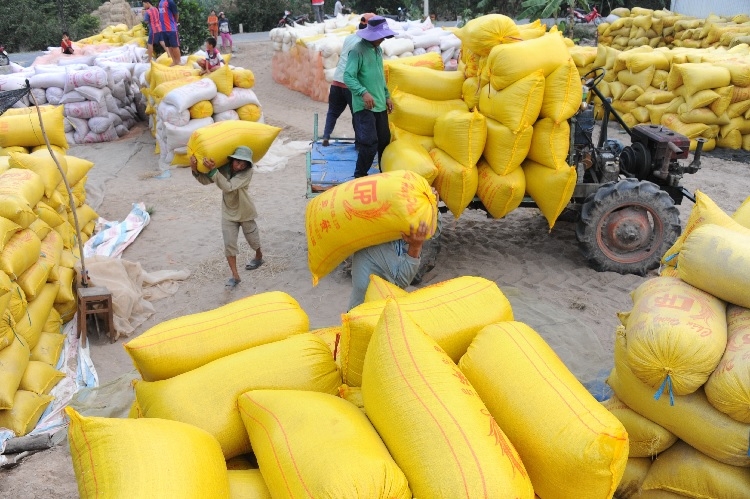 Rice exporters feel strain of restrictions