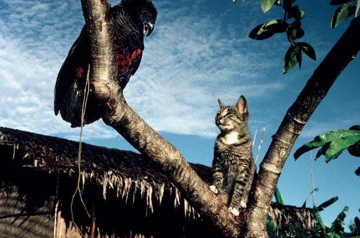 uc: bat ngo loai vat hien lanh giet hon 2 ty dong vat hoang da moi nam hinh anh 1