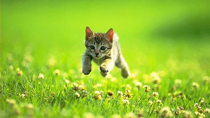 10 ứng dụng đắt tiền nhất trên Android