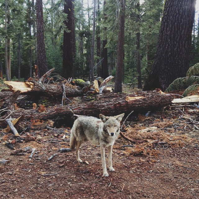 Bộ sưu tập ảnh thiên nhiên tuyệt đẹp chụp bởi iPhone 6