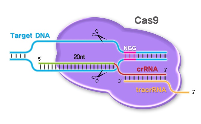 Một loại protein có tên cas9 sẽ cho phép cắt bỏ các phần bị lỗi của ADN, cho phép con người chỉnh sửa gen để khắc phục bệnh tật.