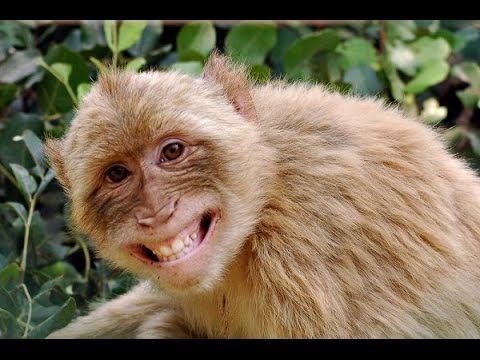 Tại sao khỉ có thể bắt chước tiếng người nhưng không nói được như người? - ảnh 3