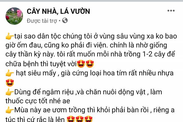 Sau mại dâm, Facebook cho quảng cáo cả giống cây anh túc ở Việt Nam