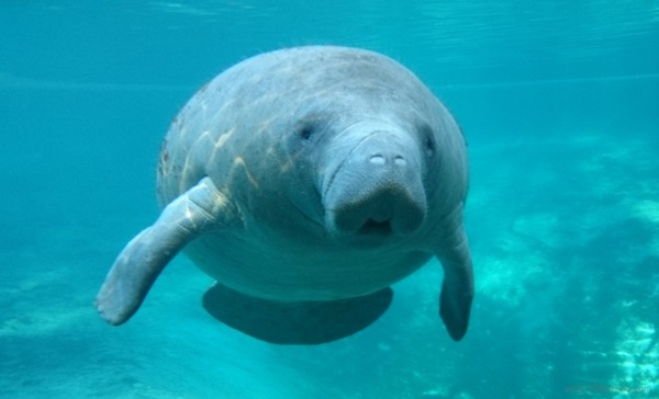 Xperia Z1s trình diễn khả năng chụp ảnh siêu hạng dưới nước