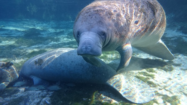 Xperia Z1s trình diễn khả năng chụp ảnh siêu hạng dưới nước