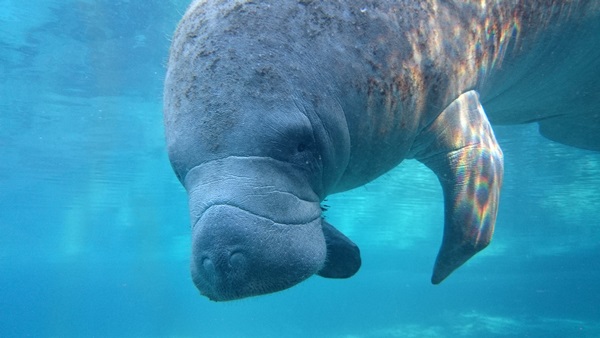 Xperia Z1s trình diễn khả năng chụp ảnh siêu hạng dưới nước