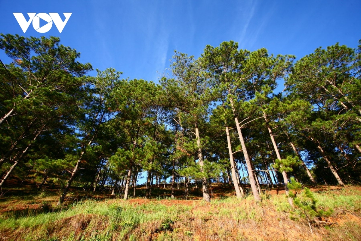 The city is surrounded by an epic pine tree forest that remains cool throughout the entire year and serves to create a beautiful and peaceful landscape.