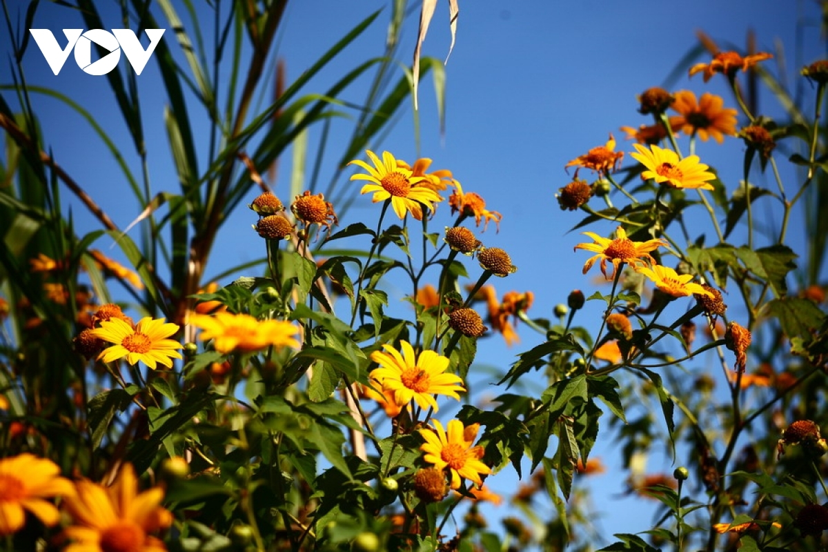 Hoa da quy, Tithonia diversifolia, also known as the wild sunflower, can be seen in full bloom during the spring.