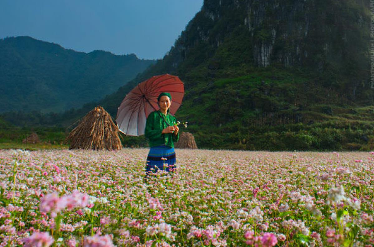 Seeing the beautiful buckwheat flower fields at dawn is a site not to be missed. (Photo: Cao Anh Tuan)
