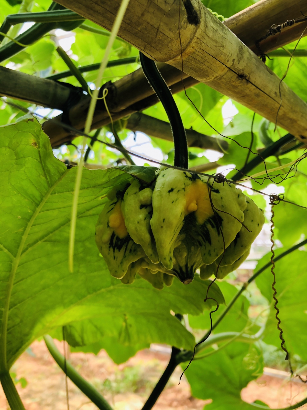 The pumpkin garden tends to attract thousands of visitors each year.