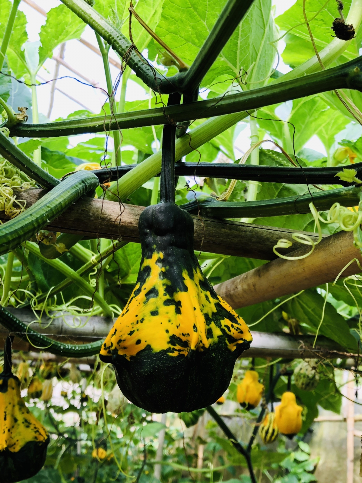 It takes gardeners around one year in order to grow such unique pumpkins and have them ready in the buildup to Halloween.