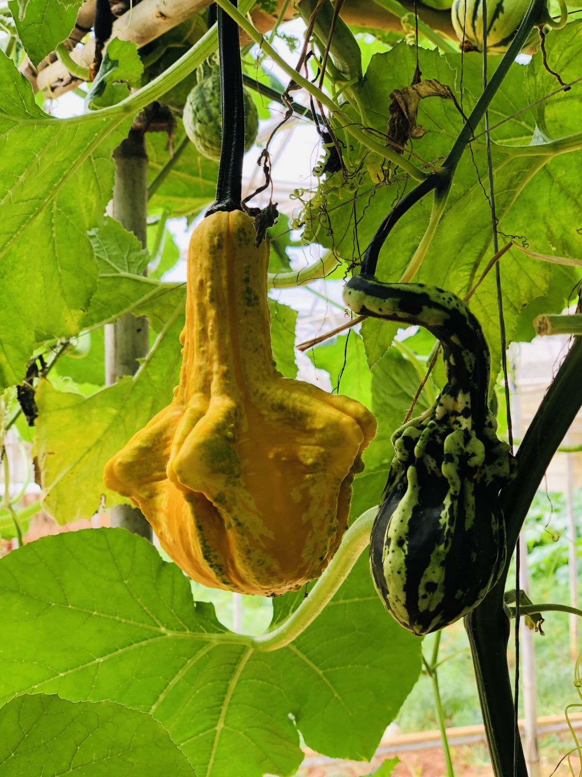 The majority of pumpkins on display are exported, therefore bringing a huge revenue for gardeners each year.