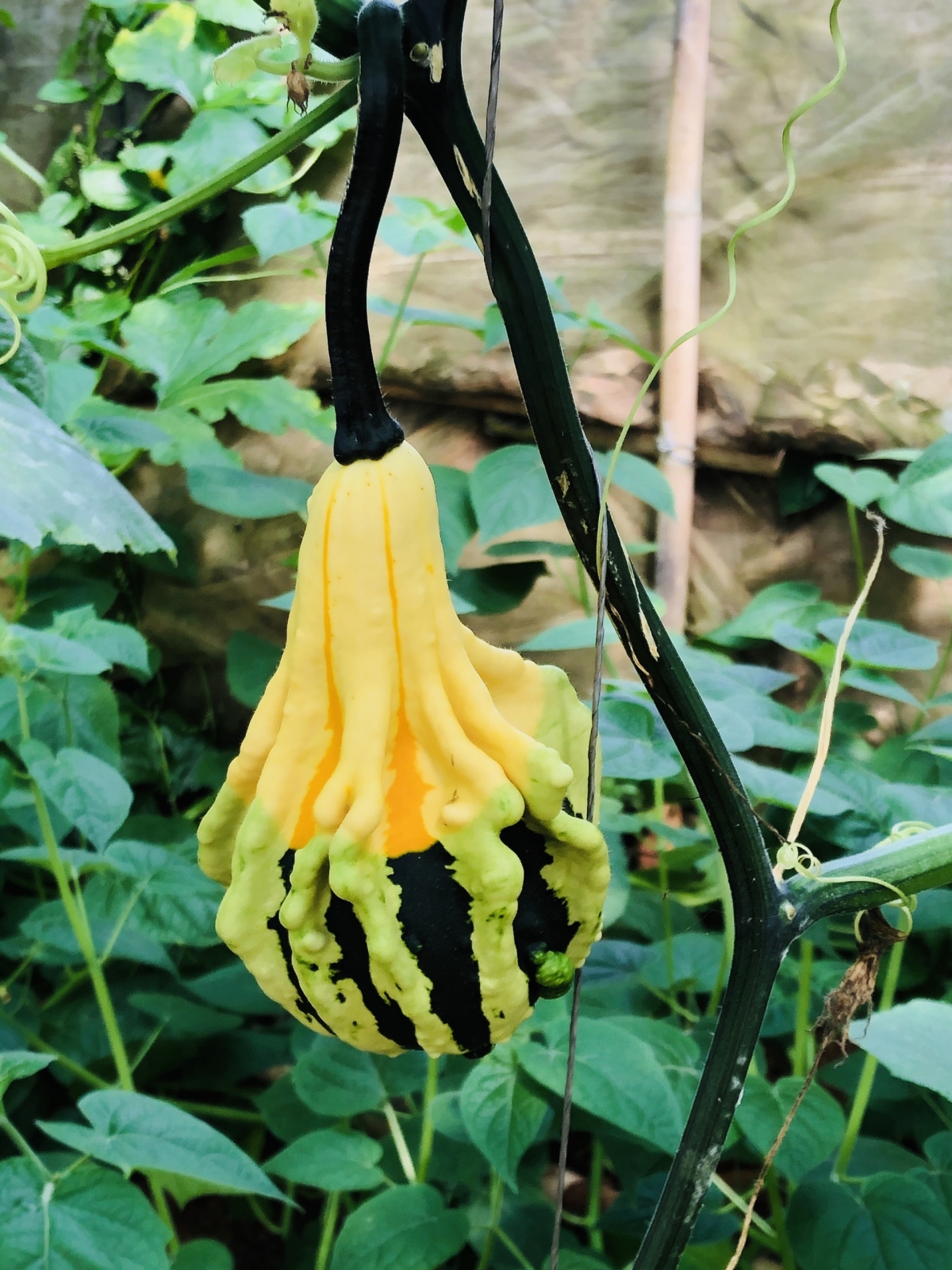 Due to the impact of the novel coronavirus (COVID-19) epidemic, this year pumpkin exports face an array of difficulties.