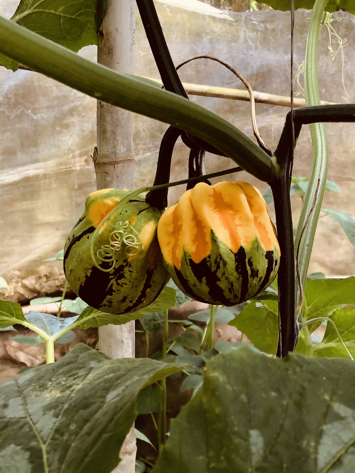 Most pumpkins are usually exported to European countries one month before the start of Halloween celebrations.