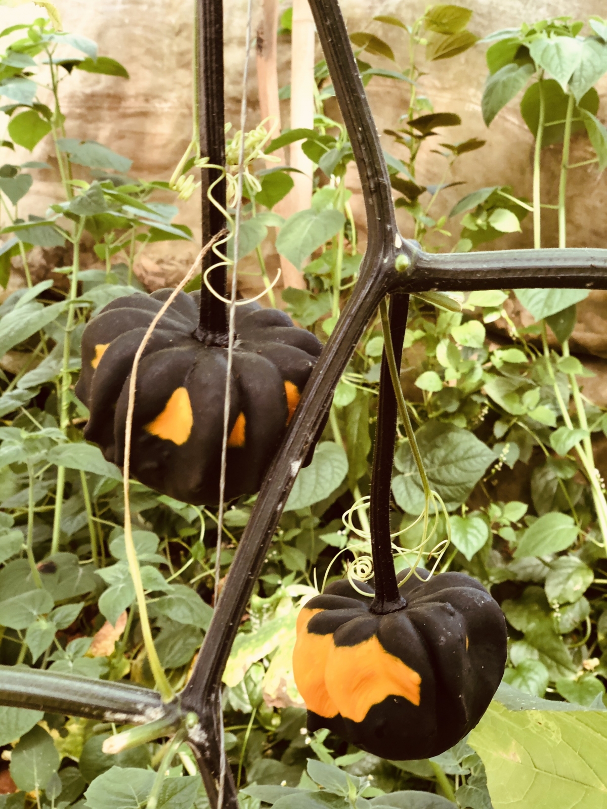 They are primarily used for Halloween decorations.