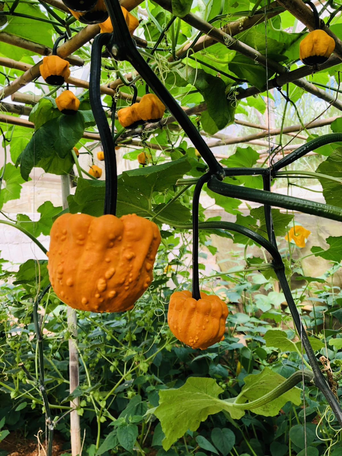 These pumpkins are typically ordered by hotels and restaurants nationwide.