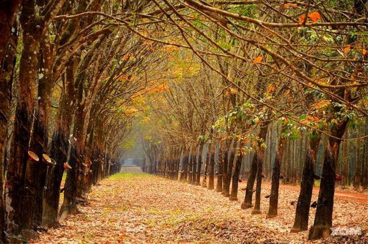 Bu Dang rubber forest. (Photo: xomnhiepanh.com) 