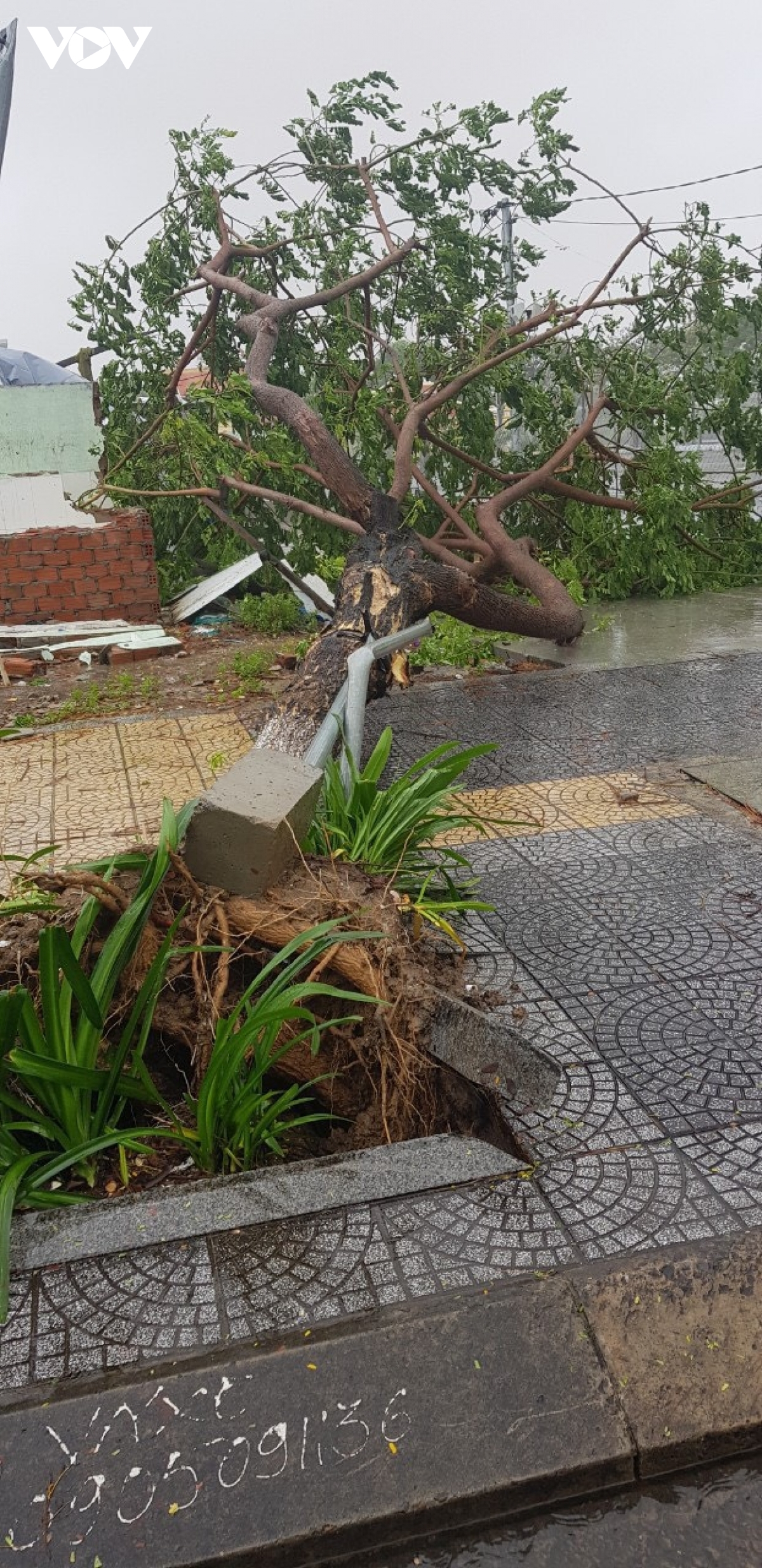 A giant tree blocks the pavement after being uprooted in Son Tra district,&nbsp; Da Nang.