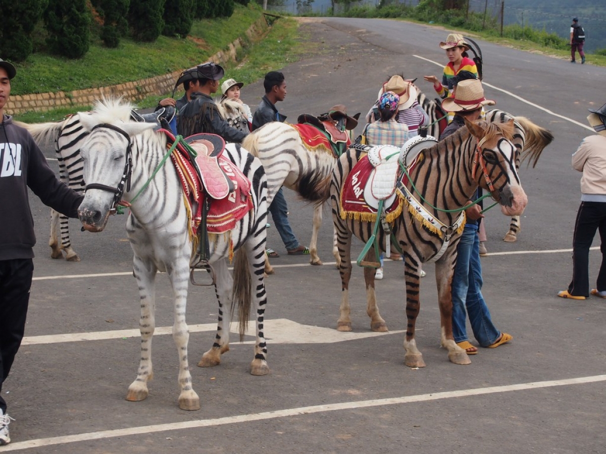 Climbing to the summit of Lang Biang mountain near Da Lat proves to be quite an enjoyable experience and is a pleasant way to spend an afternoon. The strange thing about visiting the peak is viewing the car park below where some enterprising locals have painted their horses to appear like zebras.