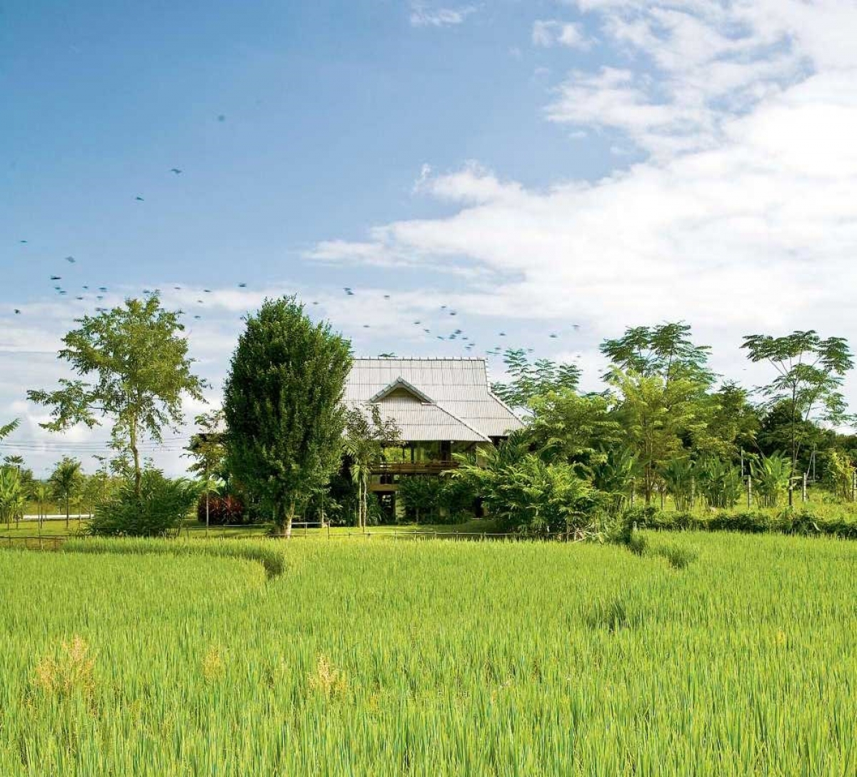 Ngôi nhà gỗ giữa đồng bát ngát, có các ngọn núi bao quanh: Chọn gỗ làm vật liệu chính giúp ngôi nhà trông hài hòa, phù hợp với bối cảnh phía sau là ngọn núi lớn, phía trước là cánh đồng lúa bao la.